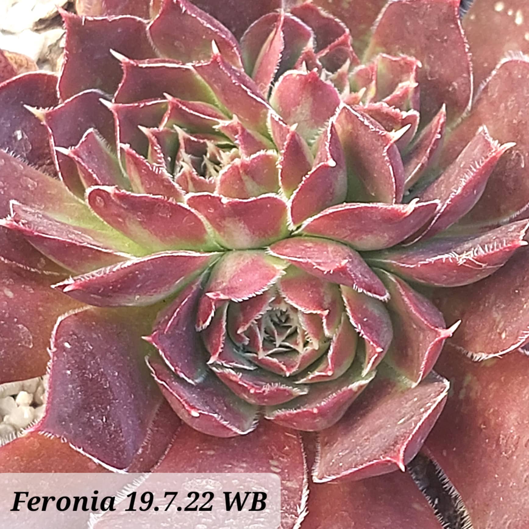Feronia / Jovi