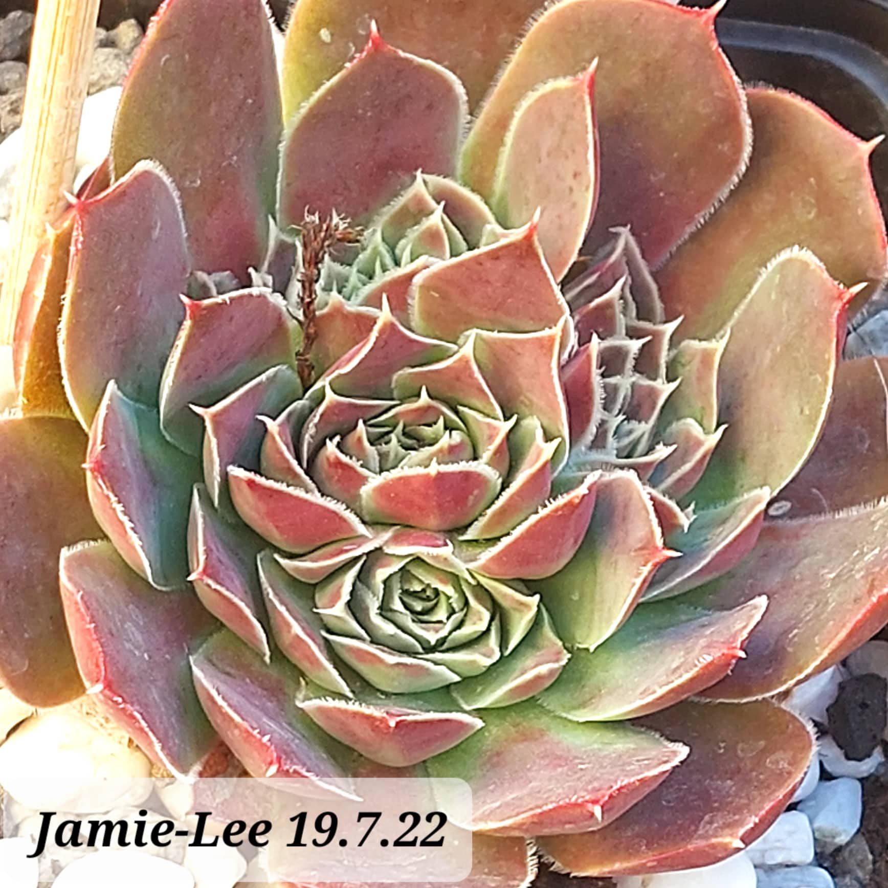 Jamie-Lee / Jovi