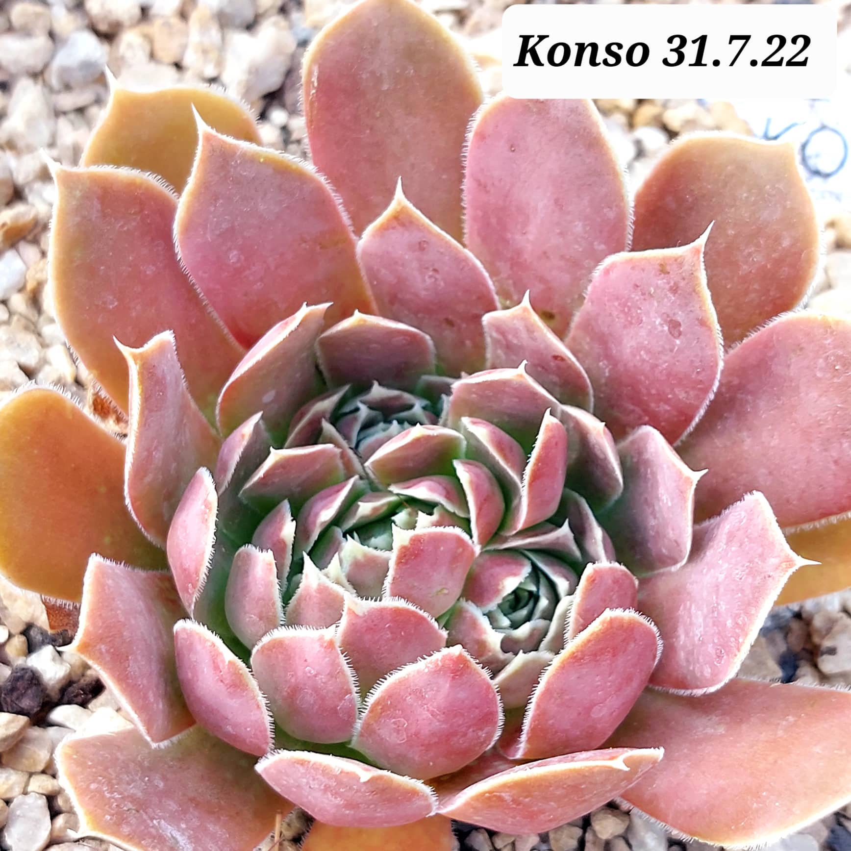 Konso / Jovi