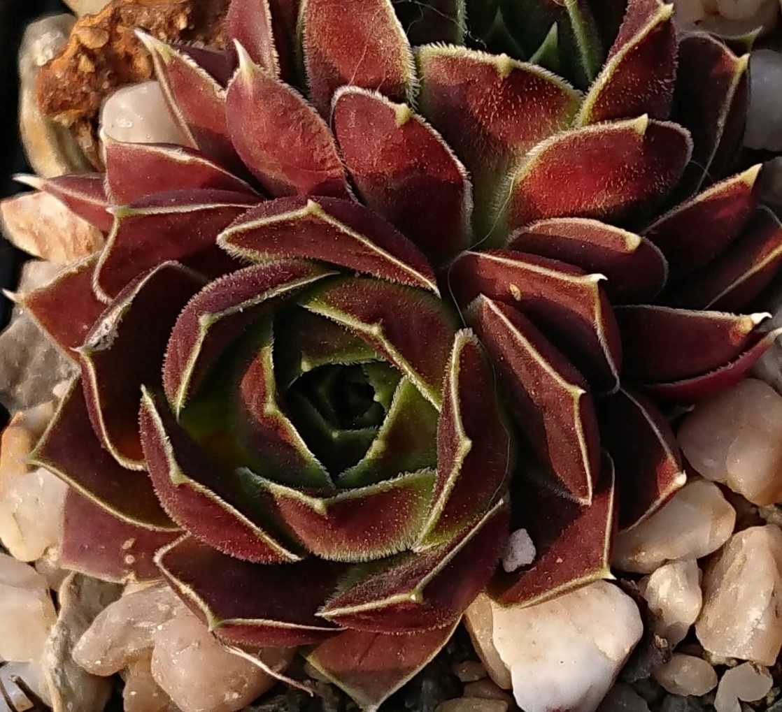 Marita
