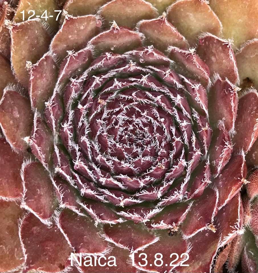Naica