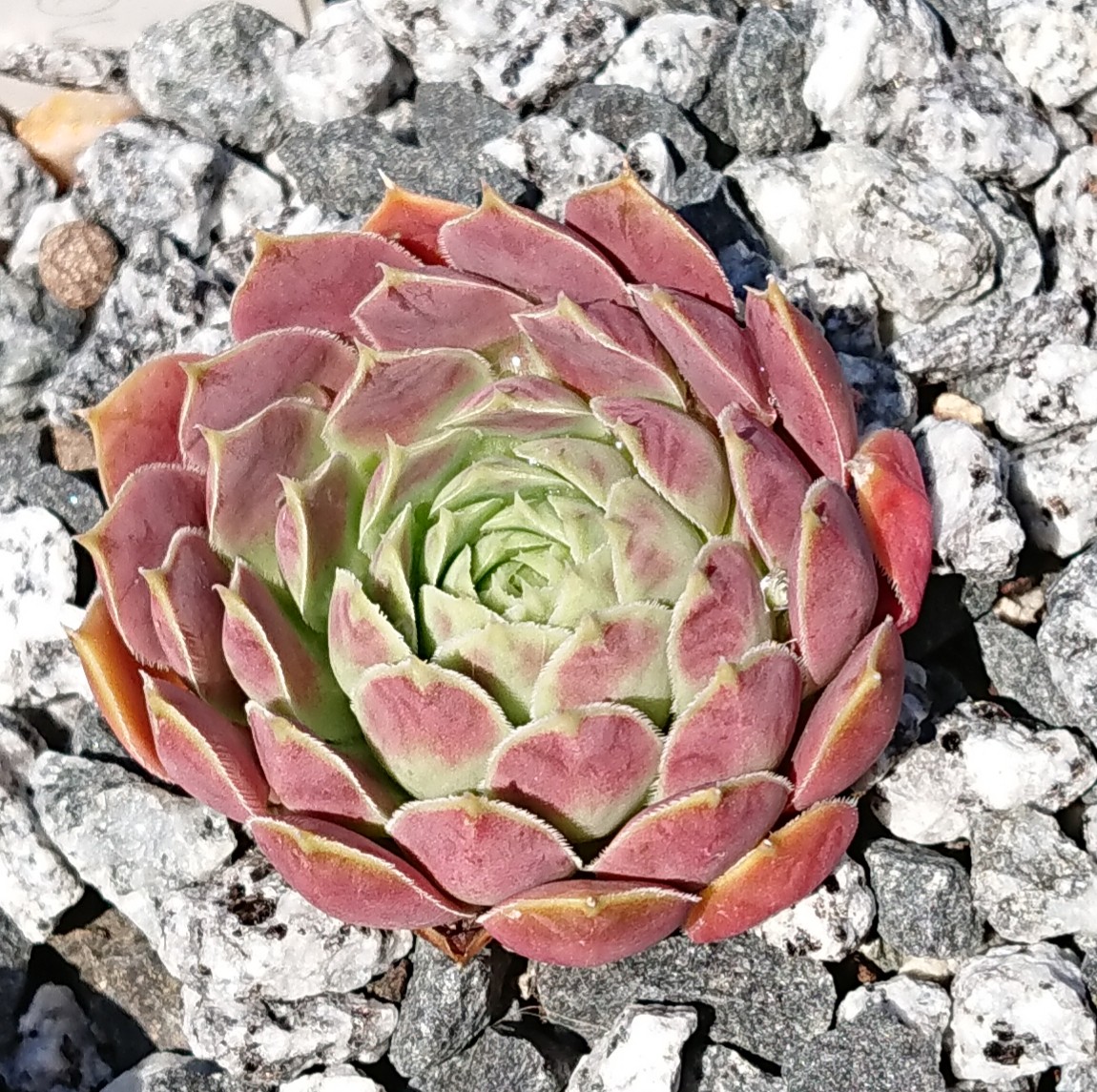 Flower of the Day