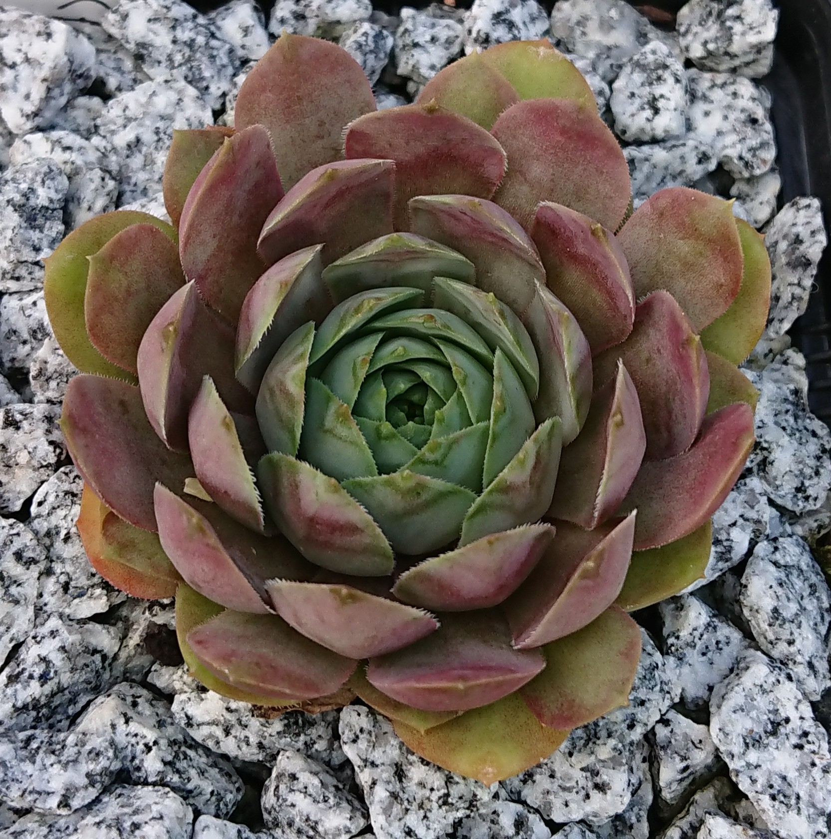 Ice Rockoon
