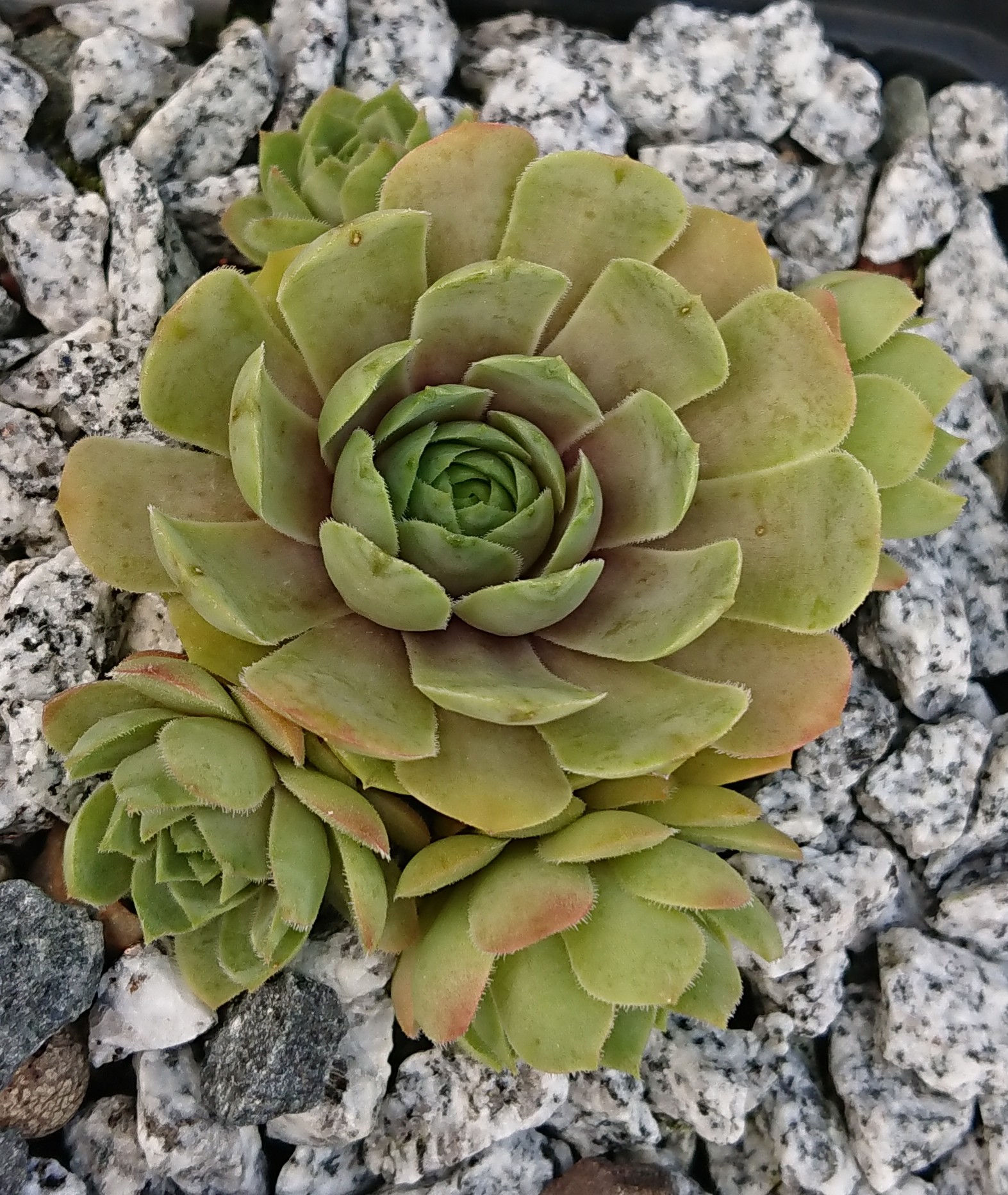 Blue Rockoon
