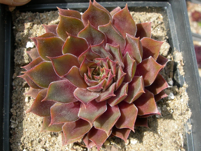 Arabian Gold