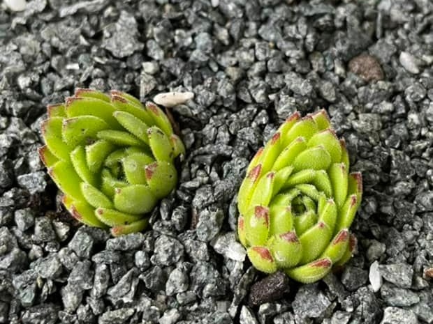 Devils Frog (Netzfund)