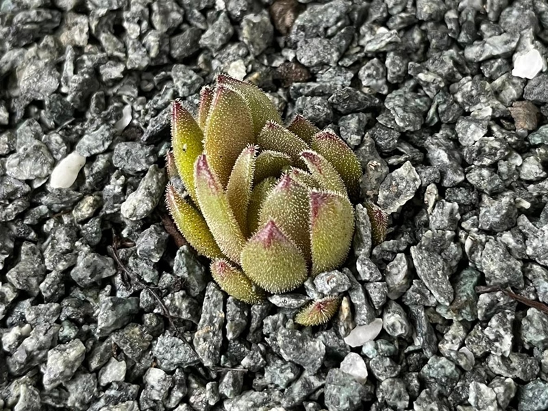 Green Plush (Netzfund)