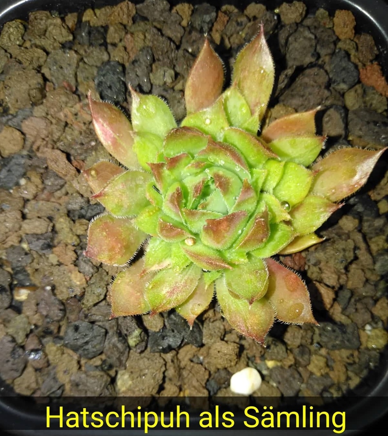 Hatschipuh