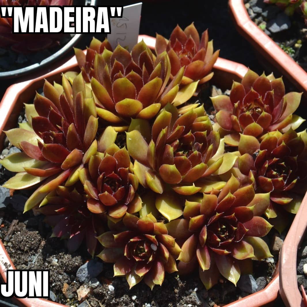 Madeira