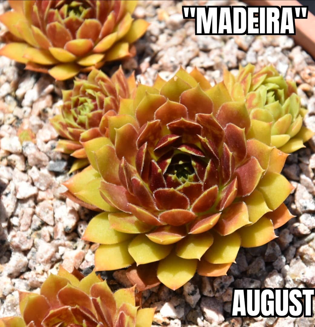 Madeira