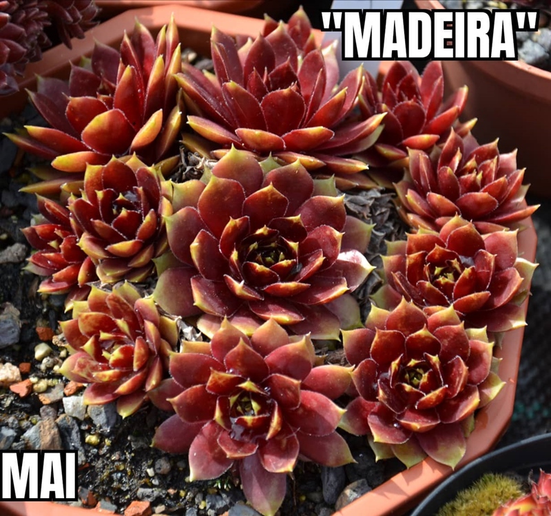 Madeira