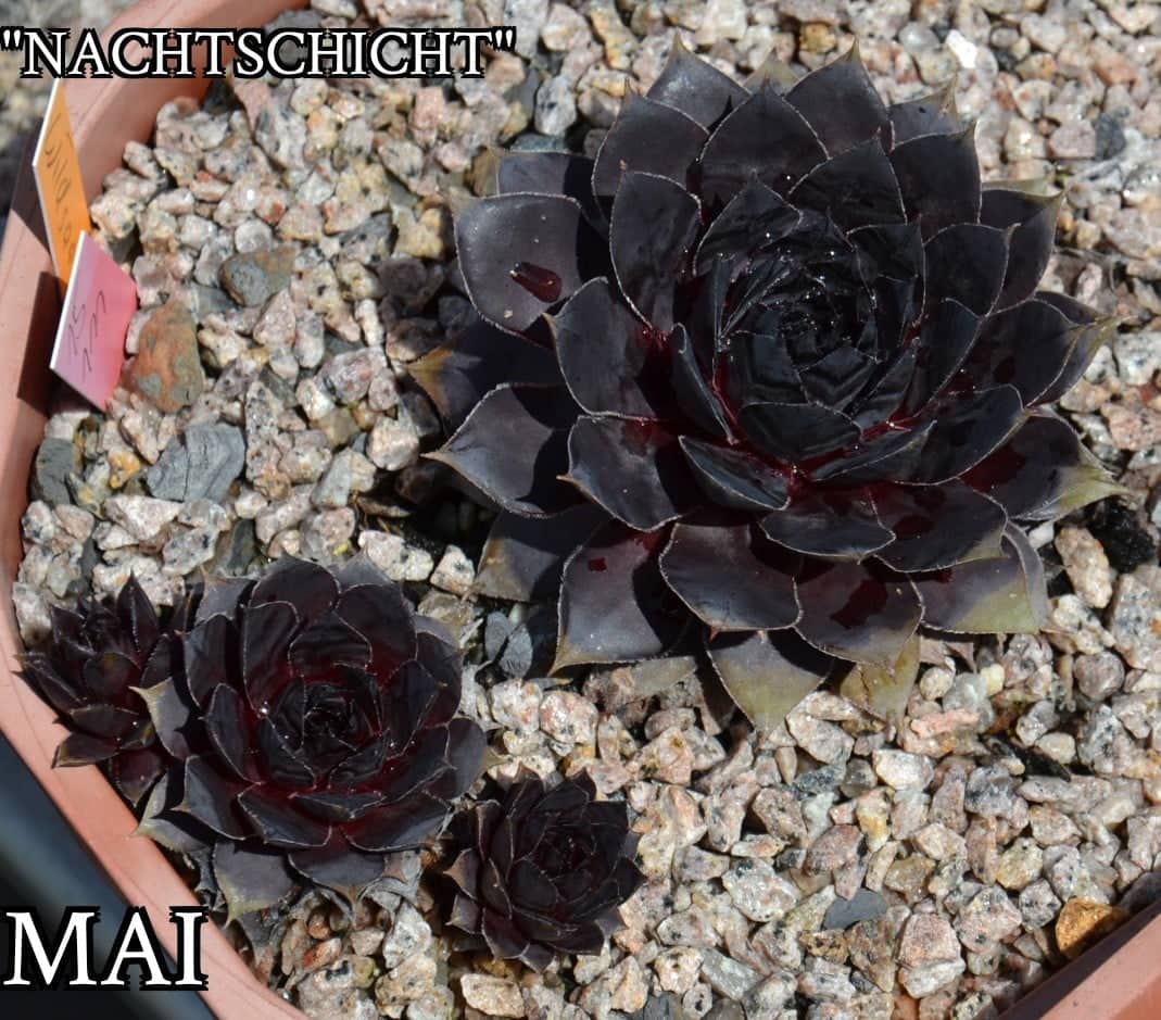 Nachtschicht