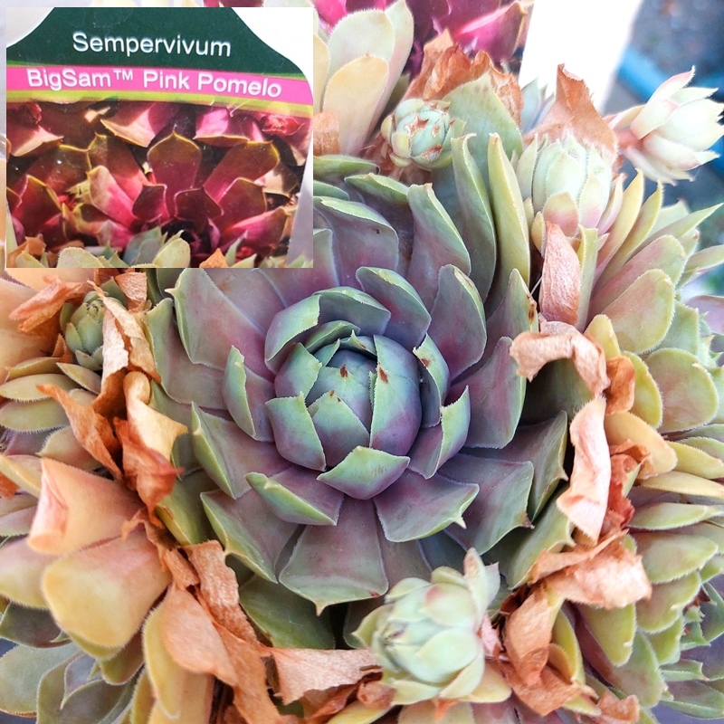 BigSam™ Pink Pomelo (NG)