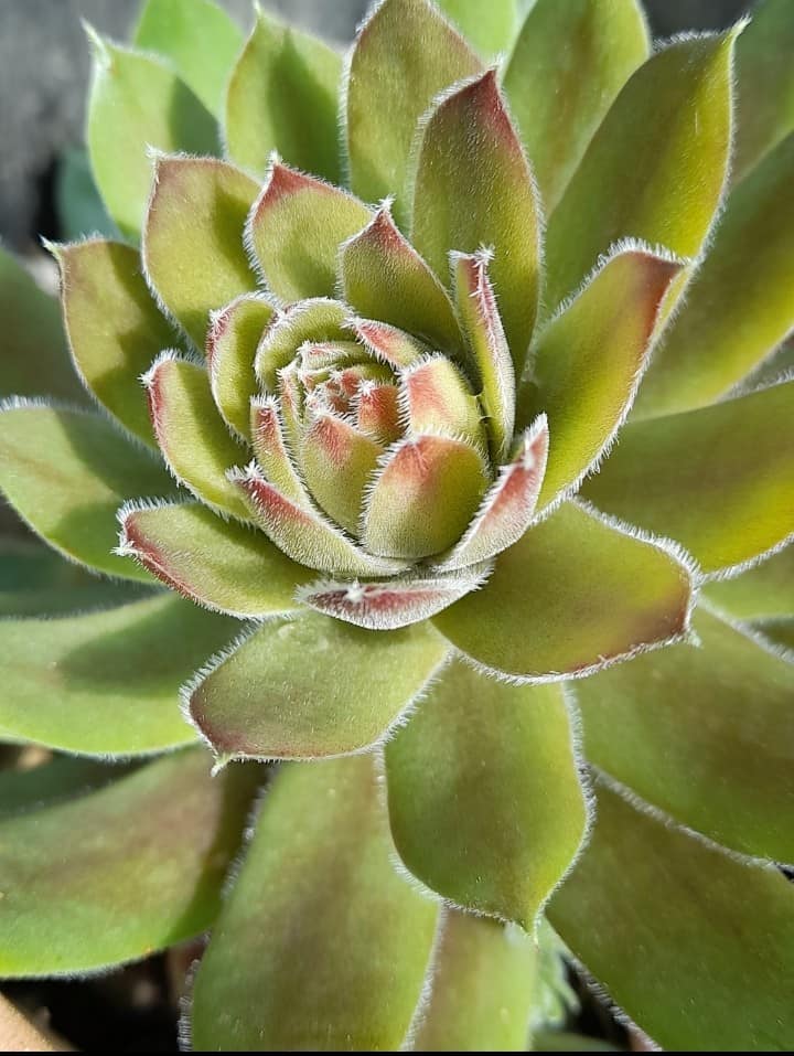 Sandra