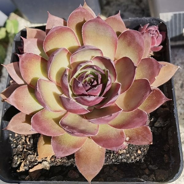 Big Purple Rose (Netzfund)