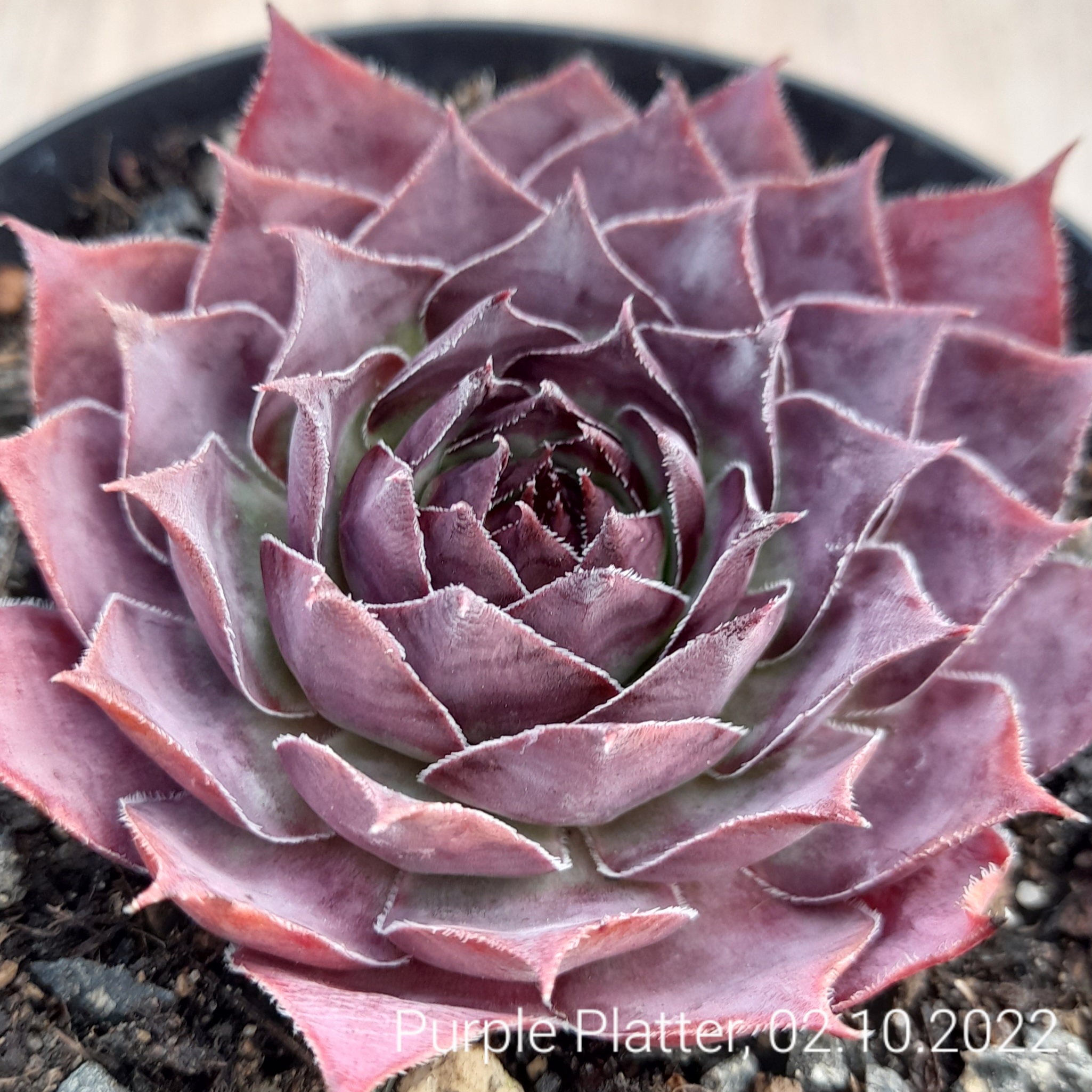 Purple Platter