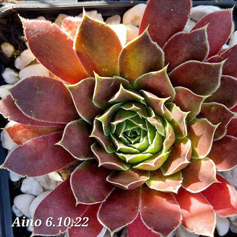 Aino / Jovi