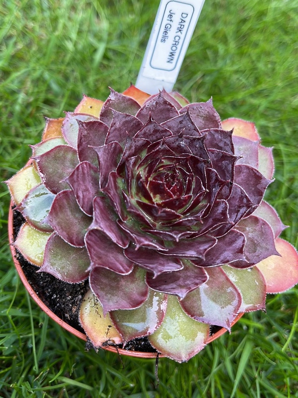 Dark Crown