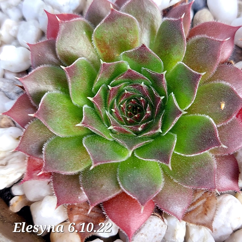 Elesyna / Jovi