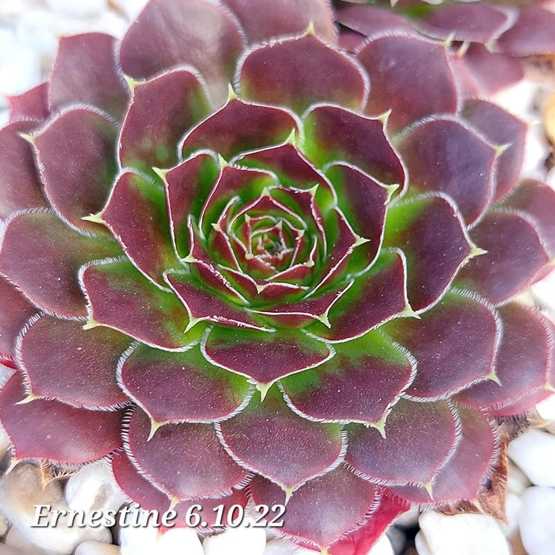 Ernestine / Jovi