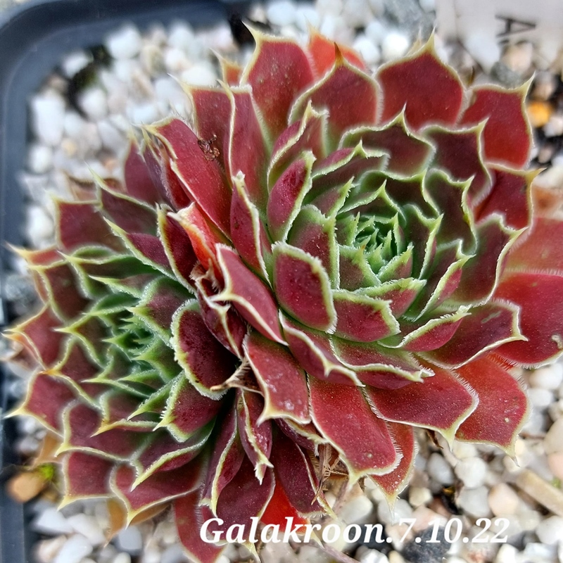 Galakroon / Jovi