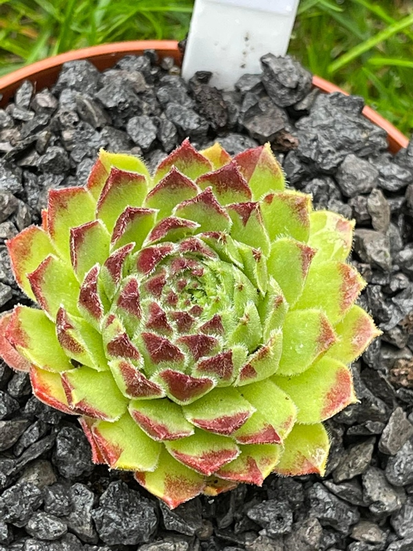 Godaert Magic