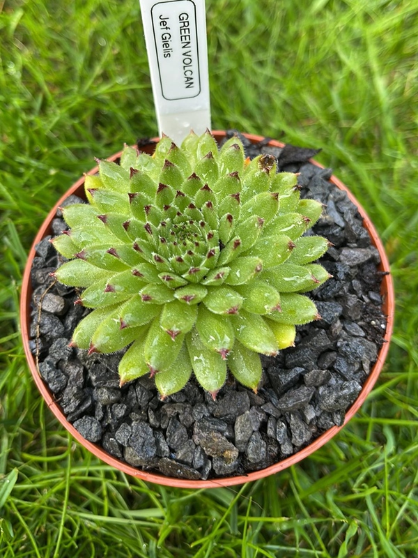 Green Volcan