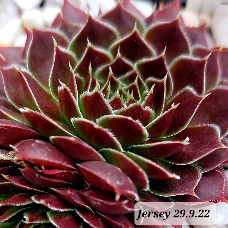 Jersey / Jovi