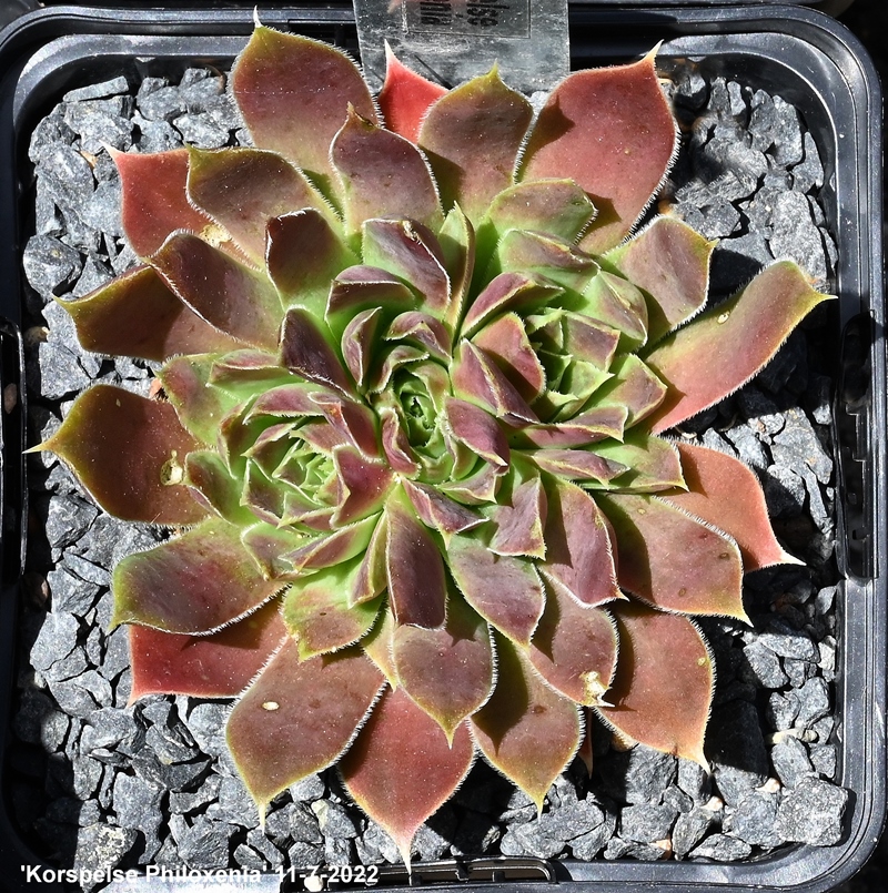 Korspelse Philoxenia / Jovi