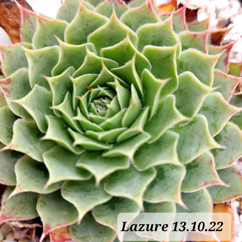 Lazure / Jovi