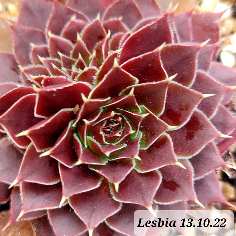Lesbia / Jovi