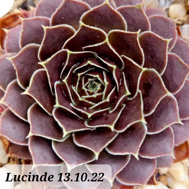 Lucinde / Jovi