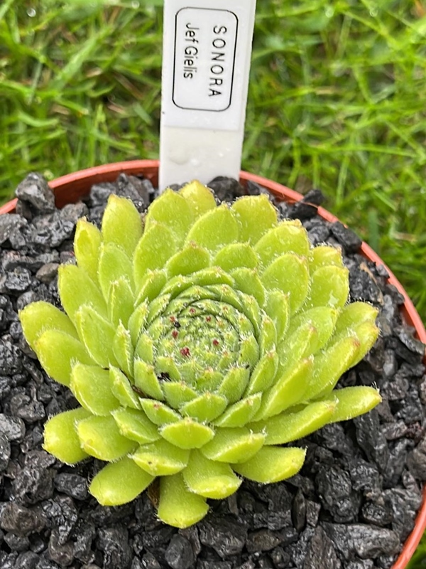 Sonora