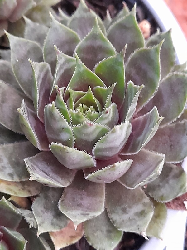 Sweet Pea (Netzfund)