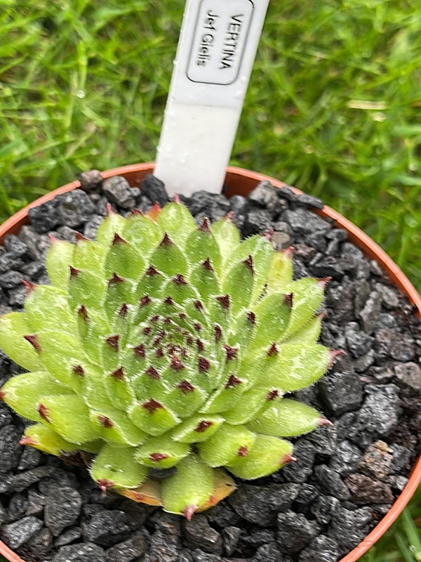 Vertina