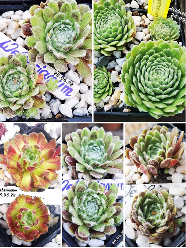Weberianum (NG)
