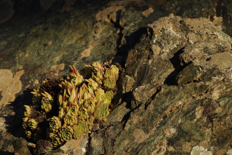 herfriedianum from Yaylalar, NO Rand