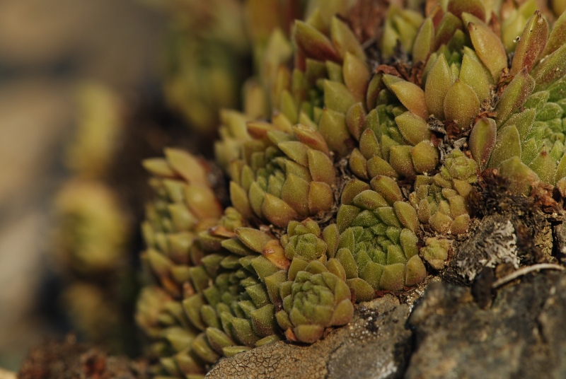 herfriedianum from Yaylalar, NO Rand