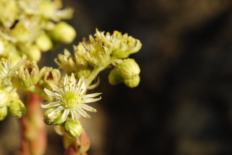 herfriedianum from Yaylalar, NO Rand