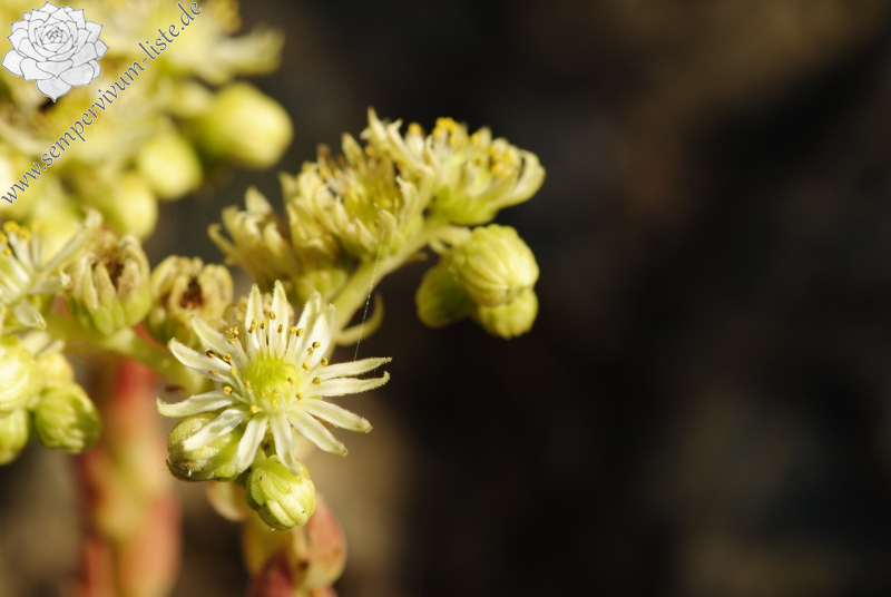 herfriedianum from Yaylalar, NO Rand