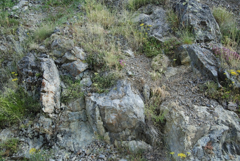 herfriedianum from Yaylalar, NO Rand