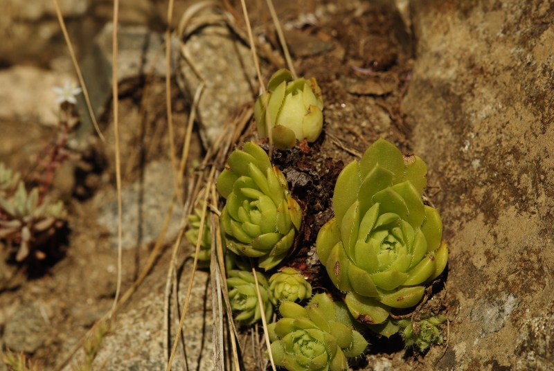 herfriedianum x S. staintonii from Sarigöl, 3 km NW