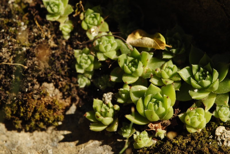 herfriedianum x S. staintonii from Sarigöl, 3 km NW