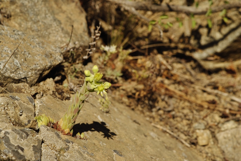 herfriedianum x S. staintonii from Sarigöl, 3 km NW