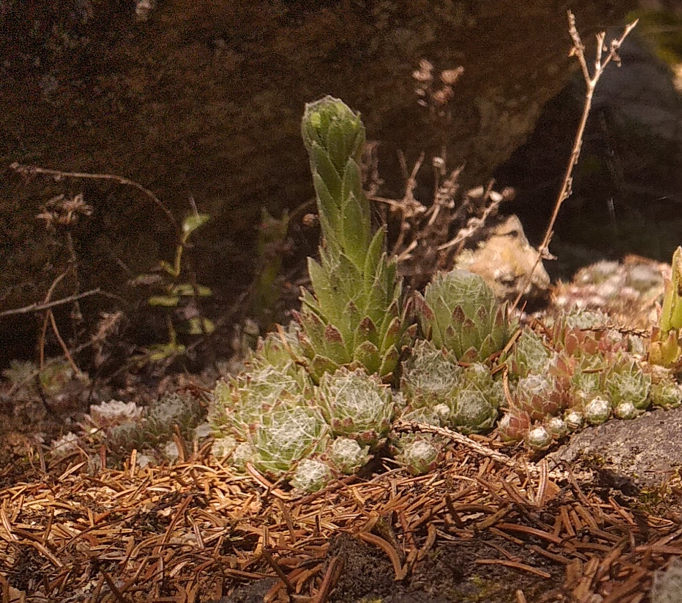 S. arachnoideum from Piburger See