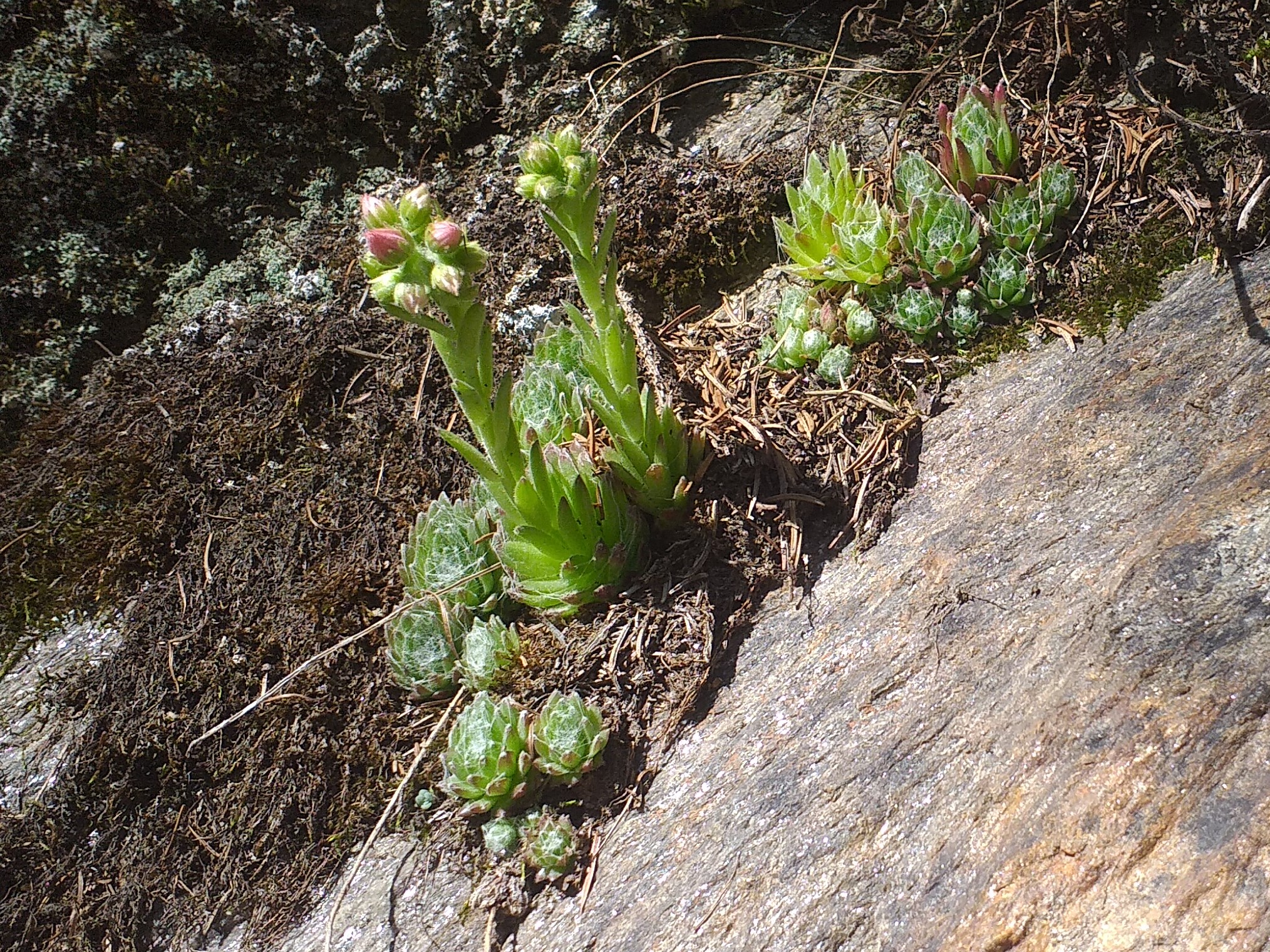S. arachnoideum from Piburger See