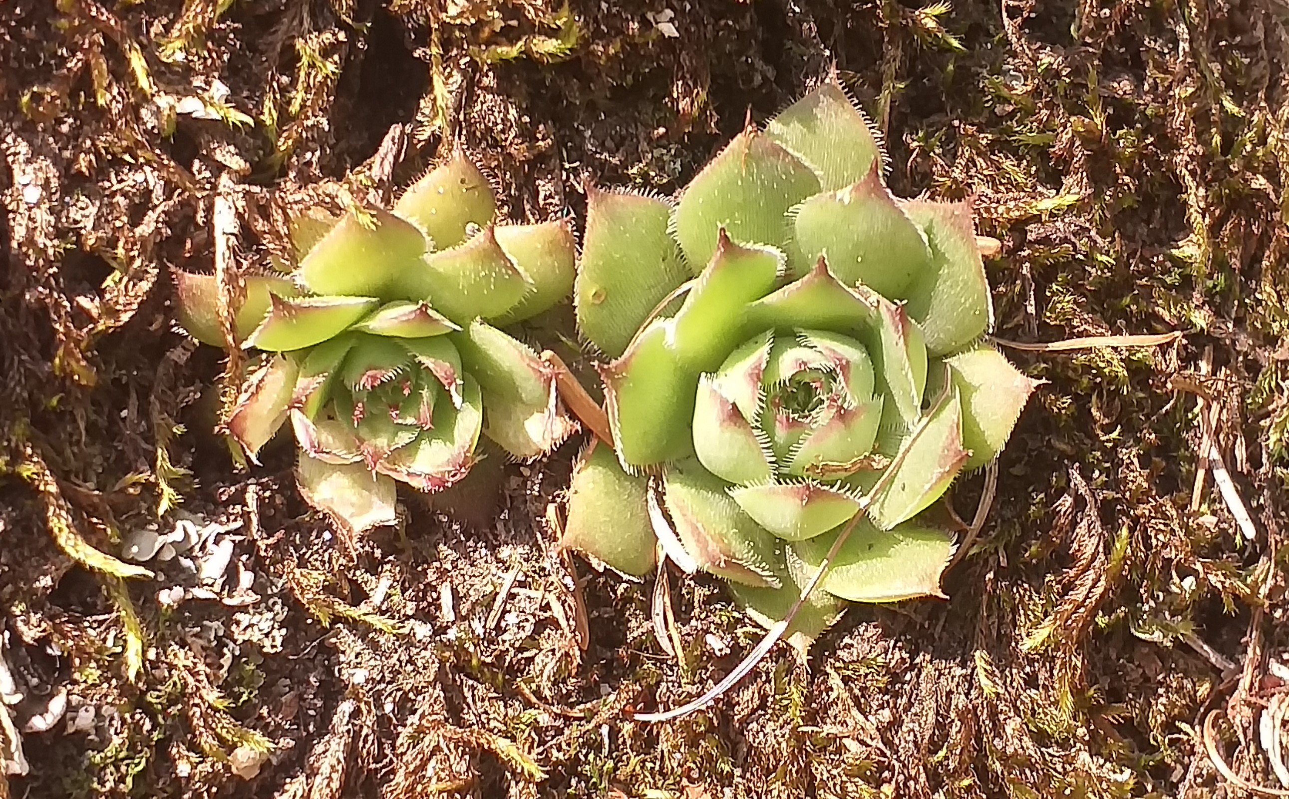 S. tectorum from Piburger See