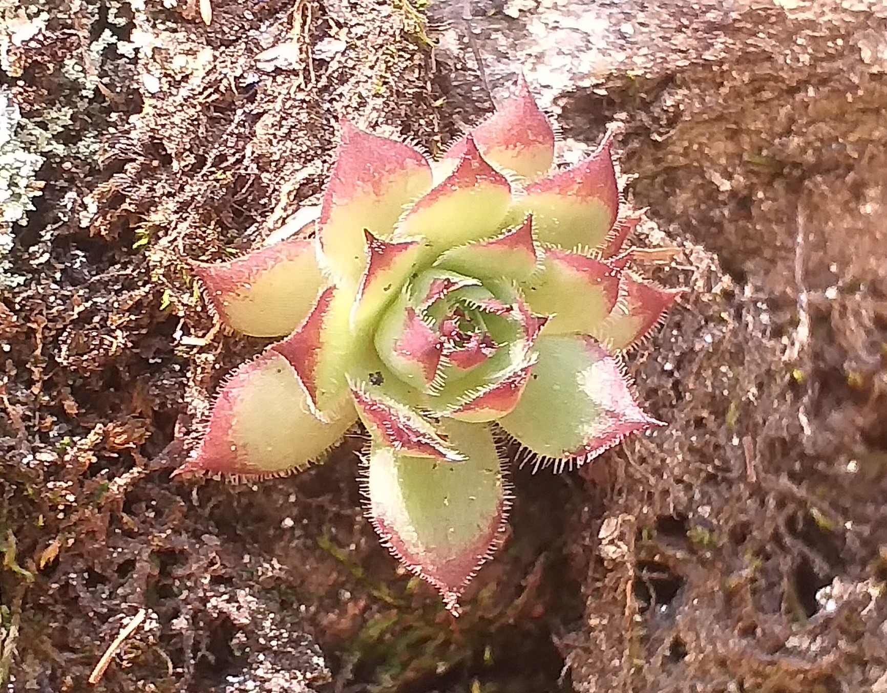 S. tectorum from Piburger See