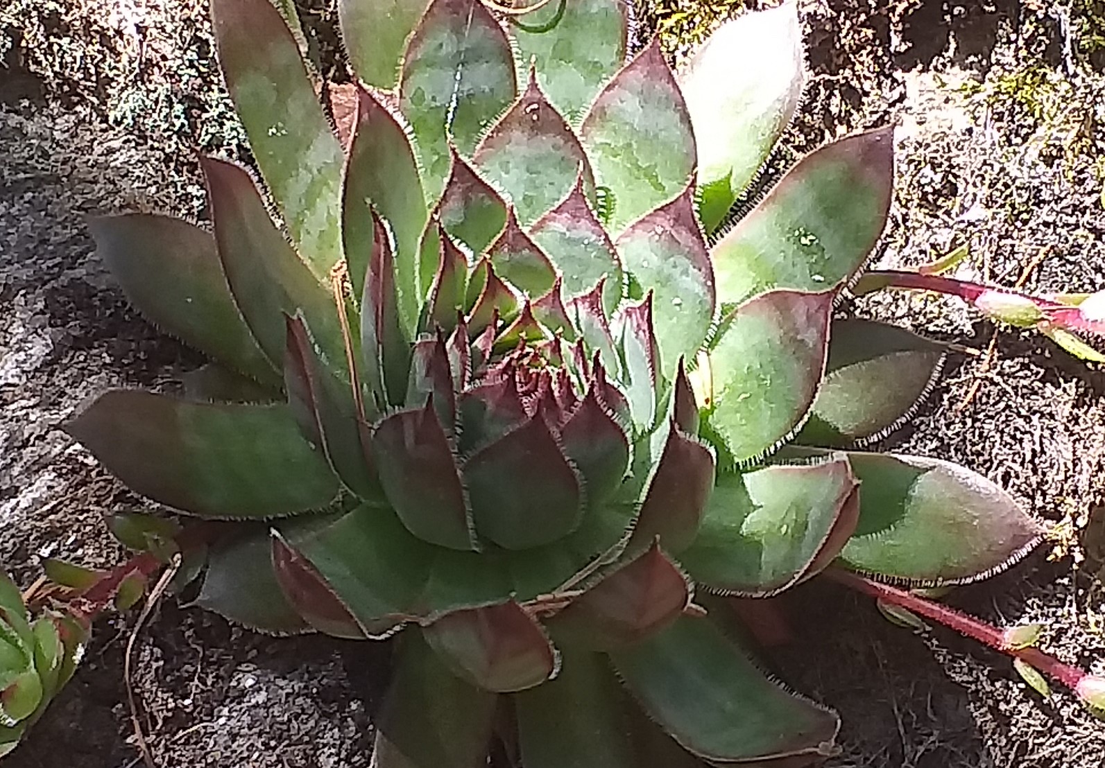 S. tectorum from Piburger See
