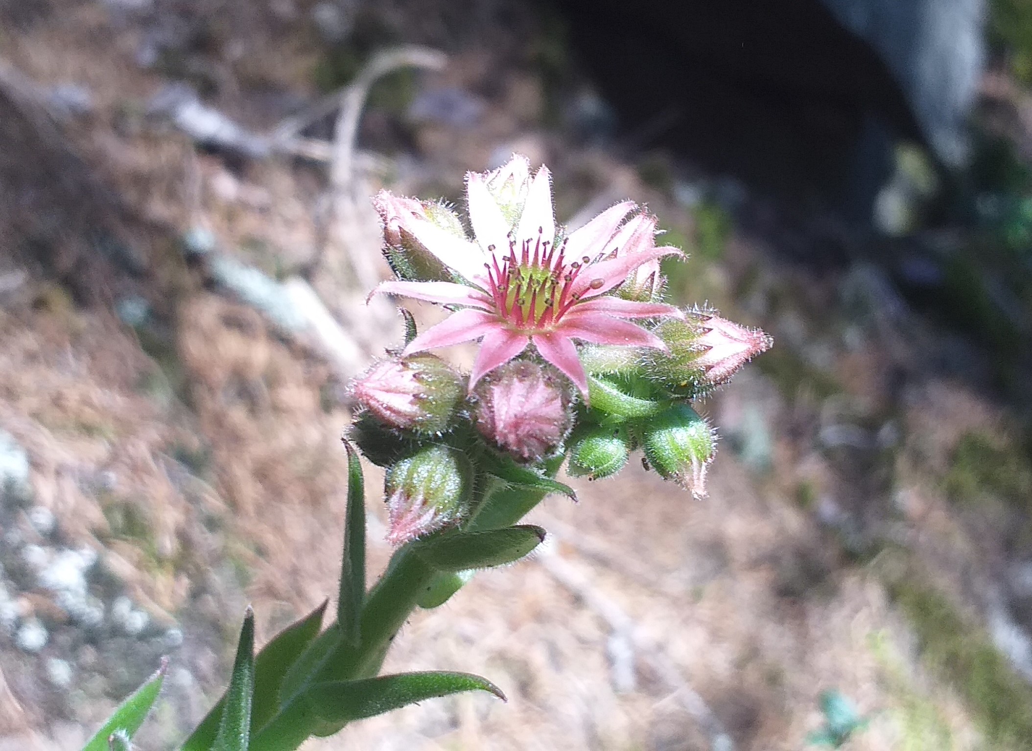S. x fauconnetii from Piburger See